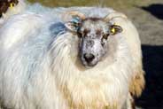 Sheep - Isle of Harris