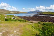 Irises -  Hebridean Wildflowers - Western Isles Flora
