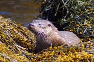 Otter  - Western Isles