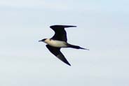 Isle of Lewis Bird Photos - Arctic Skua