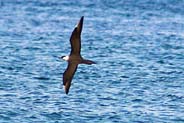 Western Isles Bird Sightings - Arctic Skua