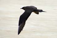 Dark Morph Arctic Skuas -  Western Isles