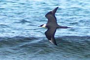 Pale Morph Arctic Skuas -  Western Isles