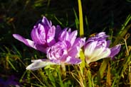 Autumn Crocus - Isle of Lewis - Hebrides Flower Photographs