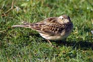 Skylark -  Isle of Lewis Bird Sightings
