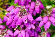 Bell Heather Flowers -  Pink Hebridean Wildflowers - Western Isles Flora