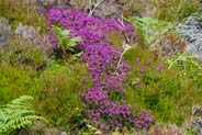 Pink Hebrides Wild Flowers - Bell Heather at Carloway