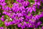 Flowers - Bell Heather  - Western Isles Photos