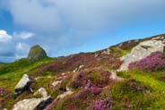 Bell Heather at Carloway - Pink Hebrides Flowers
