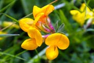 Birds Foot Trefoil - Hebridean Yellow Wildflowers - Western Isles Flora
