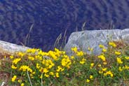 Birds Foot Trefoil - Hebrides Flowers