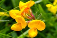 Birds Foot Trefoil
