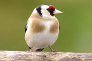 Balallan Golfinch - Isle of Lewis