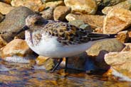  Western Isles Dunlin Photo - Isle of Lewis