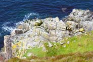 Western Isles bird sightings - shags