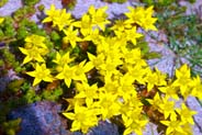 Biting Stonecrop  - Western Isles Flora