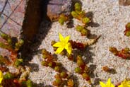 Yellow  Wildflowers - Biting Stonecrop - Hebrides Flowers