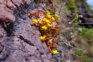 Biting Stonecrop -  Yellow Hebridean Wildflowers - Western Isles Flora