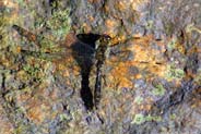 Dragonfly - Black Darter - Hebrides
