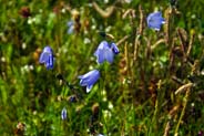 Harebells - Blue Hebrides Flowers