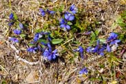 Blue Heath Milkwort  Hebridean Wildflowers - Western Isles Flora