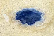 Tolsta Beach - A Jellyfish - Western Isles