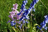 Bluebells - Hebrides