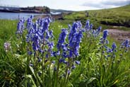 Keose - Bluebells - Western Isles
