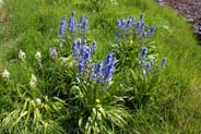 Bluebells flowers - Western Isles Flora