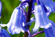 Bluebells flowers - Western Isles Flora