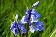 Bluebells - Hebrides