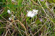 Bog Cotton - Wildflowers - Western Isles