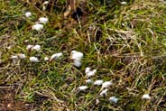 Bog Cotton - Western Isles Flora
