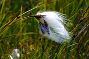 Bog Cotton - Hebrides