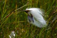 Bog Cotton - Western Isles