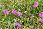 Cross Leaved Heath Heather - Western Isles Flora