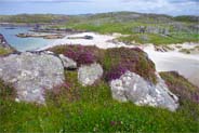 Heathers in te foreground and Bosta Beach as the backdrop - Western Isles Beach 