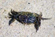 Green Crab - Western isles