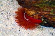 Sea Anemone - Lewis - Western Isles