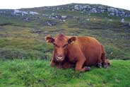 Brown Cow - Western Isles