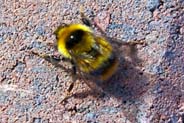 Isle of Lewis Insect Photos - Great Yellow Bumblebee