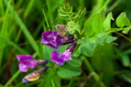 Bush Vetch - Hebrides Flowers