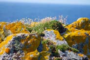 Butt of Lewis - Thrift and Lichen covered clifftops - Lewis