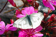 Isle of Lewis - Balallan, Green Veined White Butterfly