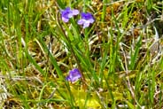 Butterwort flowers - Western Isles Flora