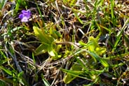 Butterwort - Hebridean Purple Wildflowers - Western Isles Flora