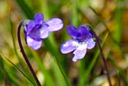 Butterwort - Hebrides Flowers