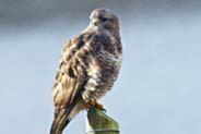 Western Isles Photos - Buzzard