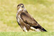 Buzzard Isle of Lewis - Western Isles