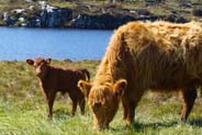 Highland Cows at Bosta - Isle of Lewis